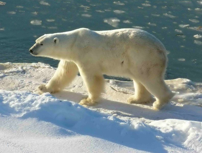 Polar Bear at Cape Churchill