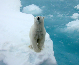 polar bear ice berg