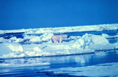 Polar bear  Ursus maritimus on ice flow