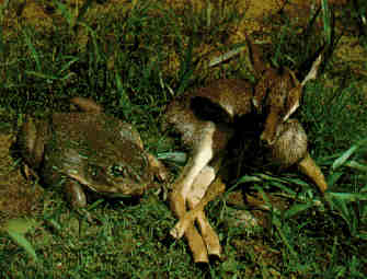 Goliath Frog and a Fawn Deer