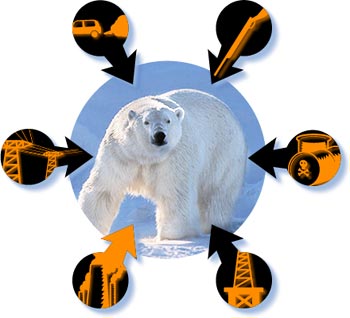 Polar Bears risks threats