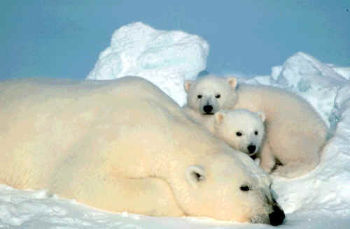 Polar bear mother cubs