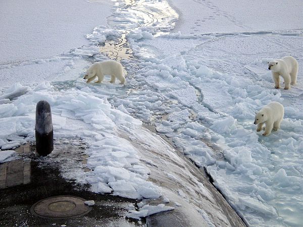 polar bears submarine