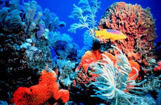 Florida Coral Reefs